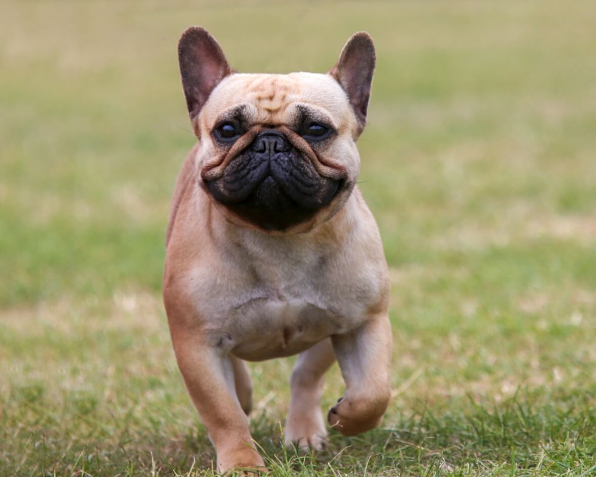 are french bulldogs hyper