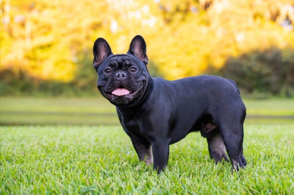When Do French Bulldogs Ears Stand Up? Best Guide (2023)!