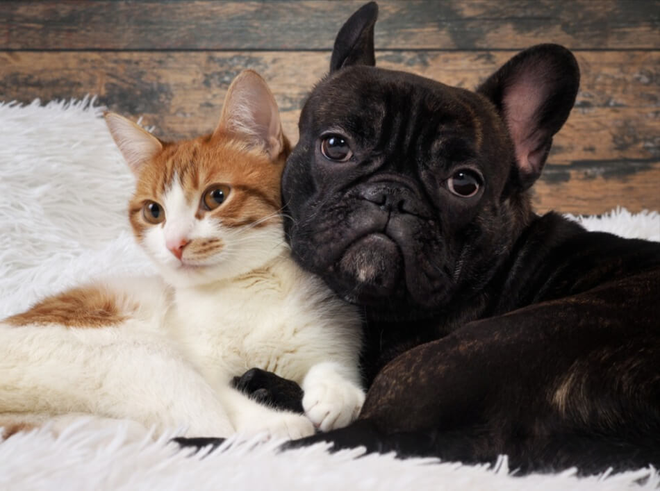 Do French Bulldogs Get Along With Cats? Best Guide (2023)!