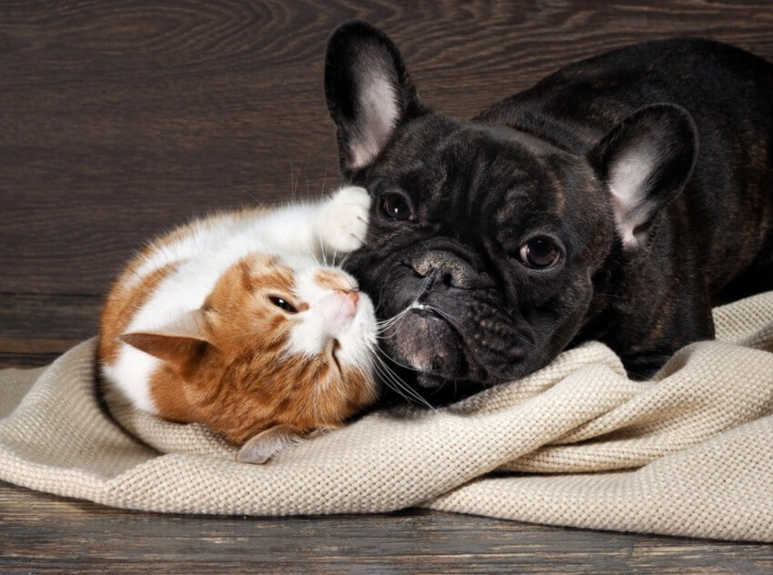 do french bulldogs get on with cats