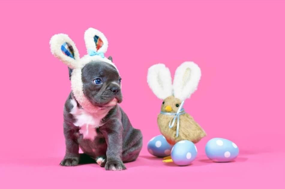 can-french-bulldogs-eat-eggs-ultimate-guide-2023