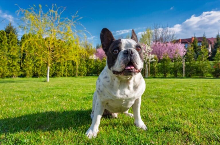 do-french-bulldogs-smile-a-look-at-their-facial-expressions